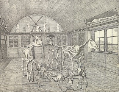 Das Naturalienkabinett von J.G. Schläpfer in Trogen, gezeichnet von J.U. Fitzi, 1829 (Kantonsbibliothek Appenzell Ausserrhoden)